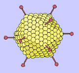 Изображение аденовируса взято с сайта web.uct.ac.za/depts/mmi/stannard/adeno.html