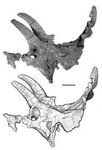 Реконструкция черепа Albertaceratops nesmoi. AP Photo/Cleveland Museum of Natural History, artist's rendering by Donna Sloan/Royal Tyrrell Museum of Paleontology, photo courtesy Michael J Ryan and the RTMP