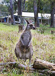 Фото с сайта www.smh.com.au