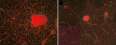 Фото с сайта www.pnas.org